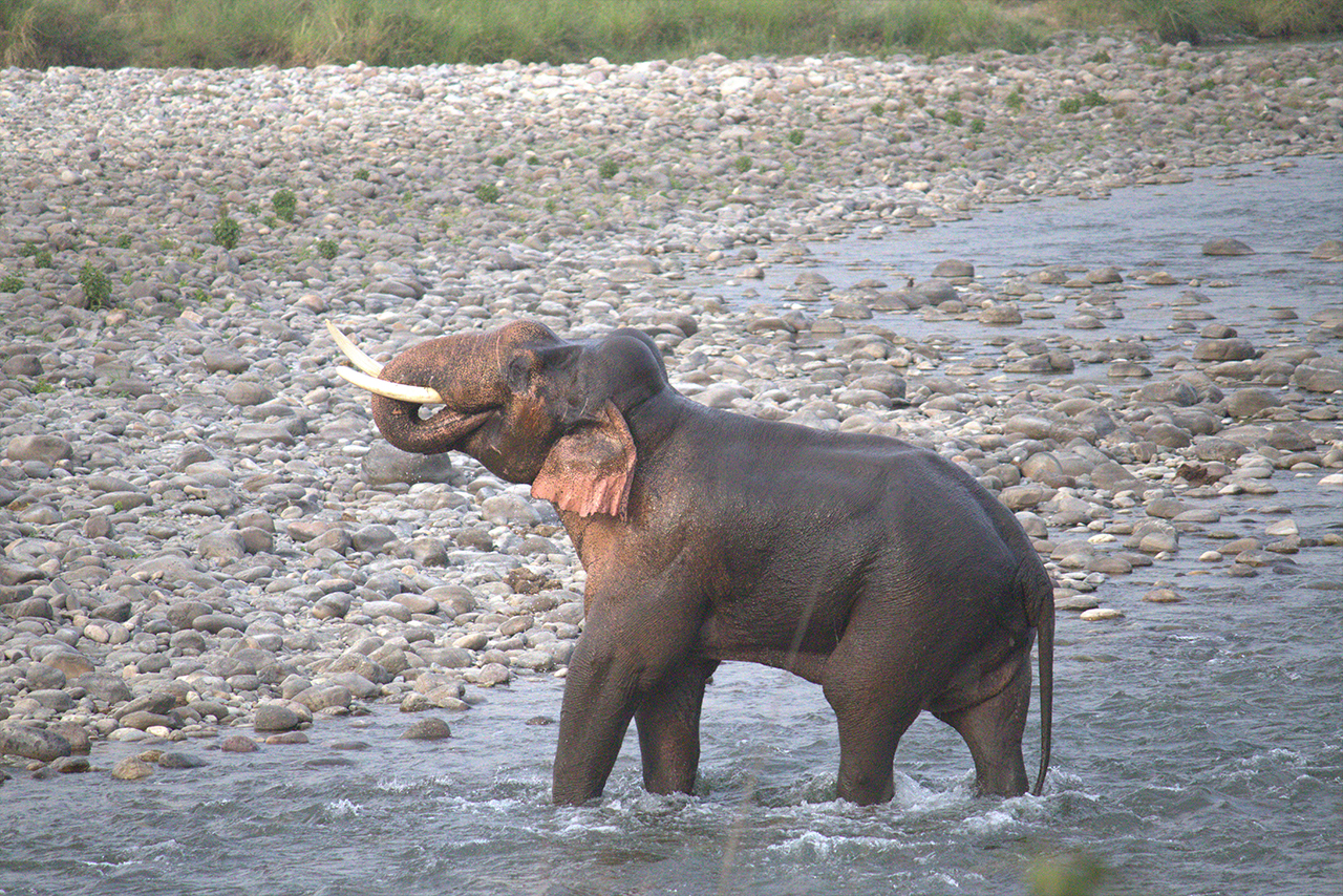 Elephantimage.jpg
